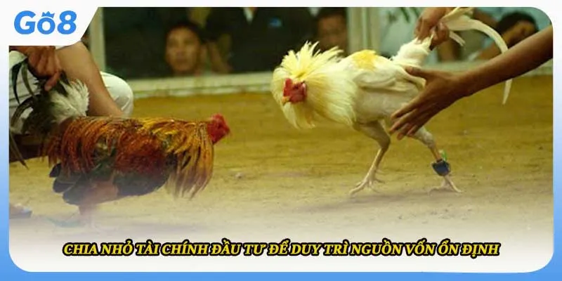 Chia nhỏ tài chính đầu tư để duy trì nguồn vốn ổn định